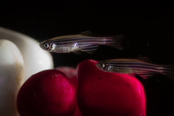 Model_Zebrafish