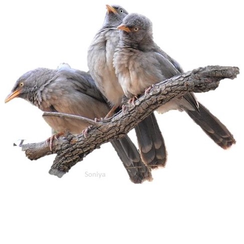 Jungle Babblers