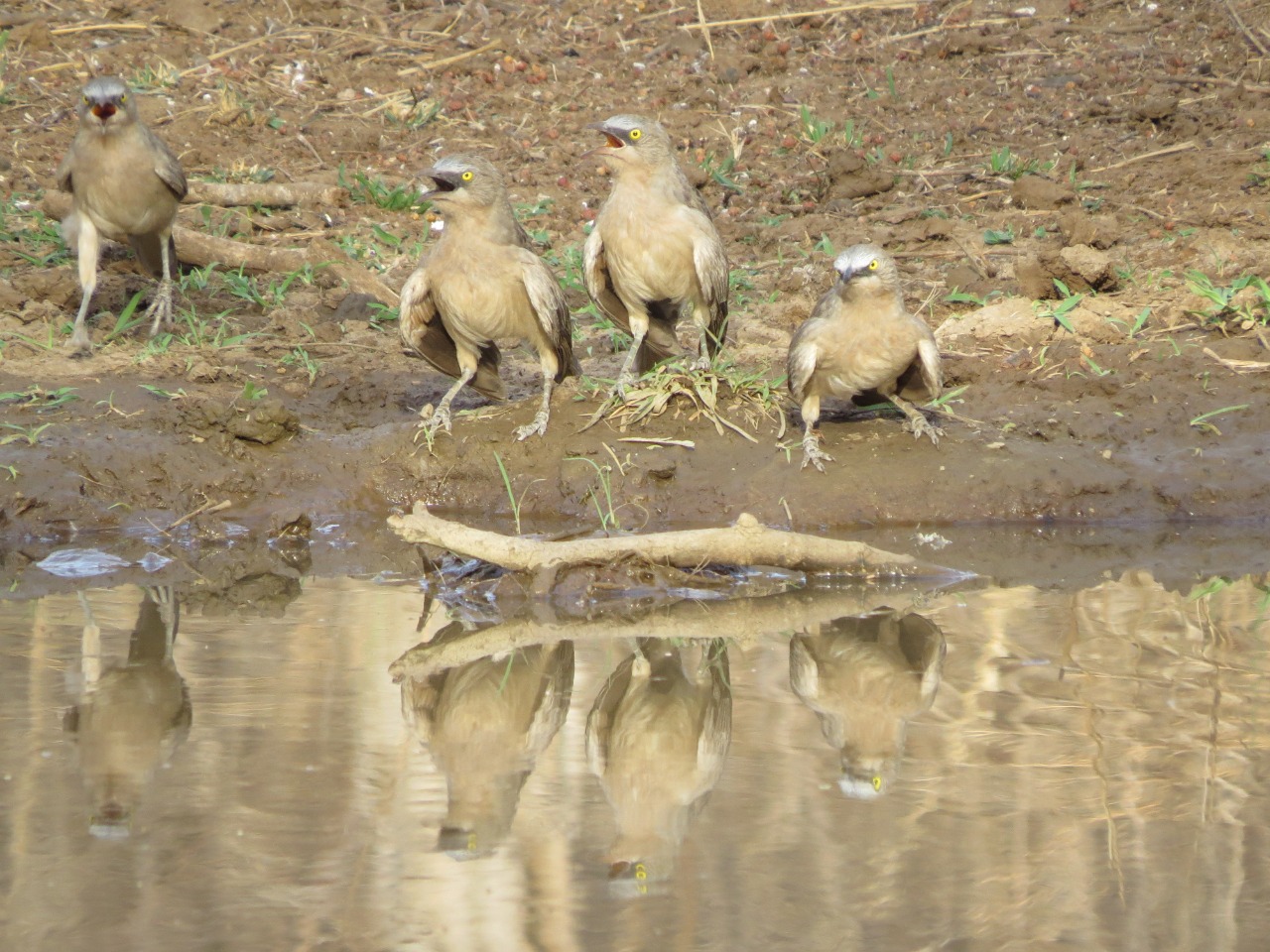 Large Grey Babblers