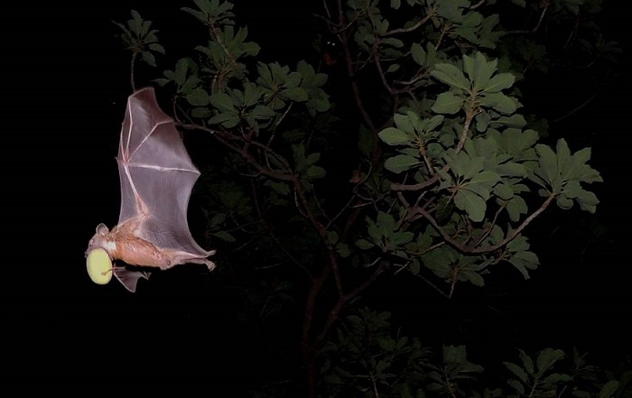 Mahua fruit dispersal