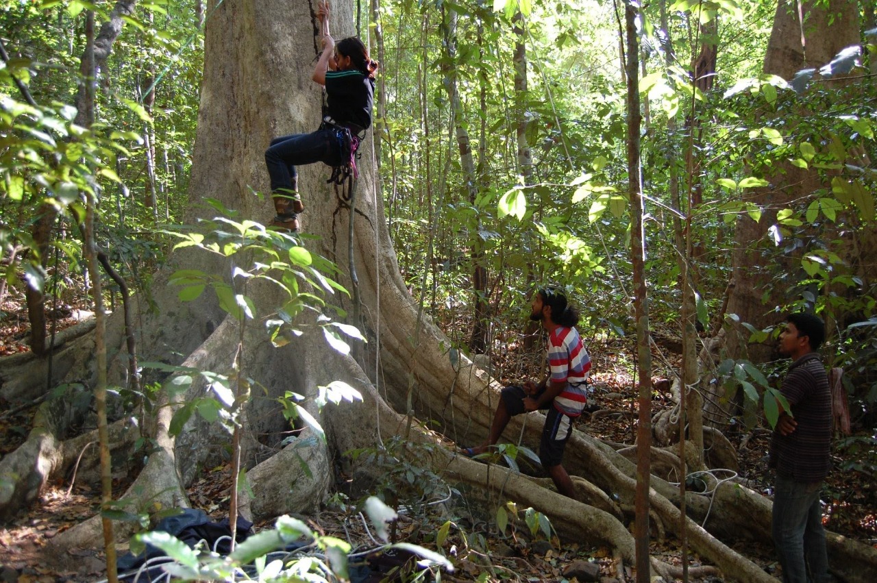 Manjari going up the canopy in Kudremukh