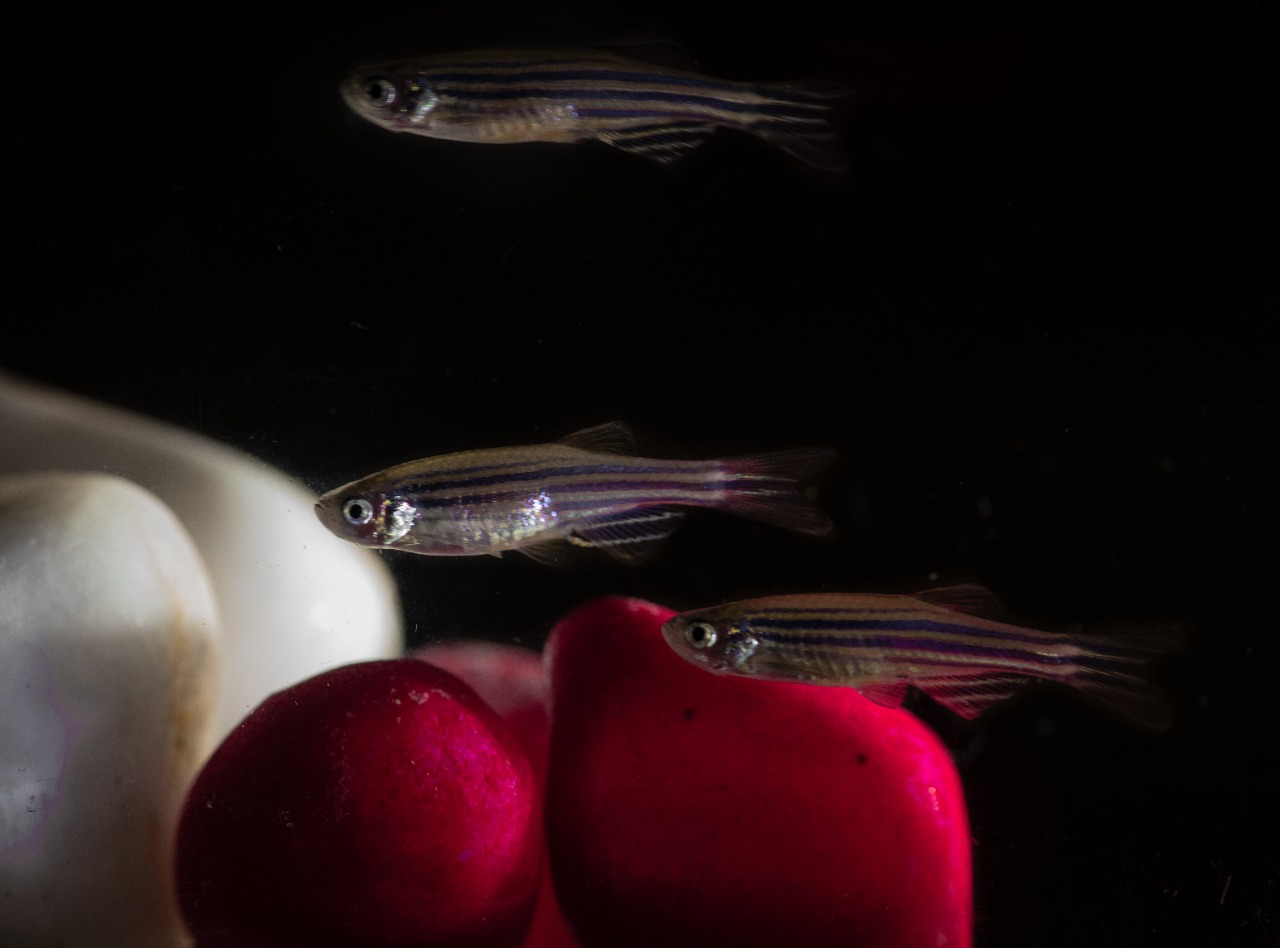 Zebrafish