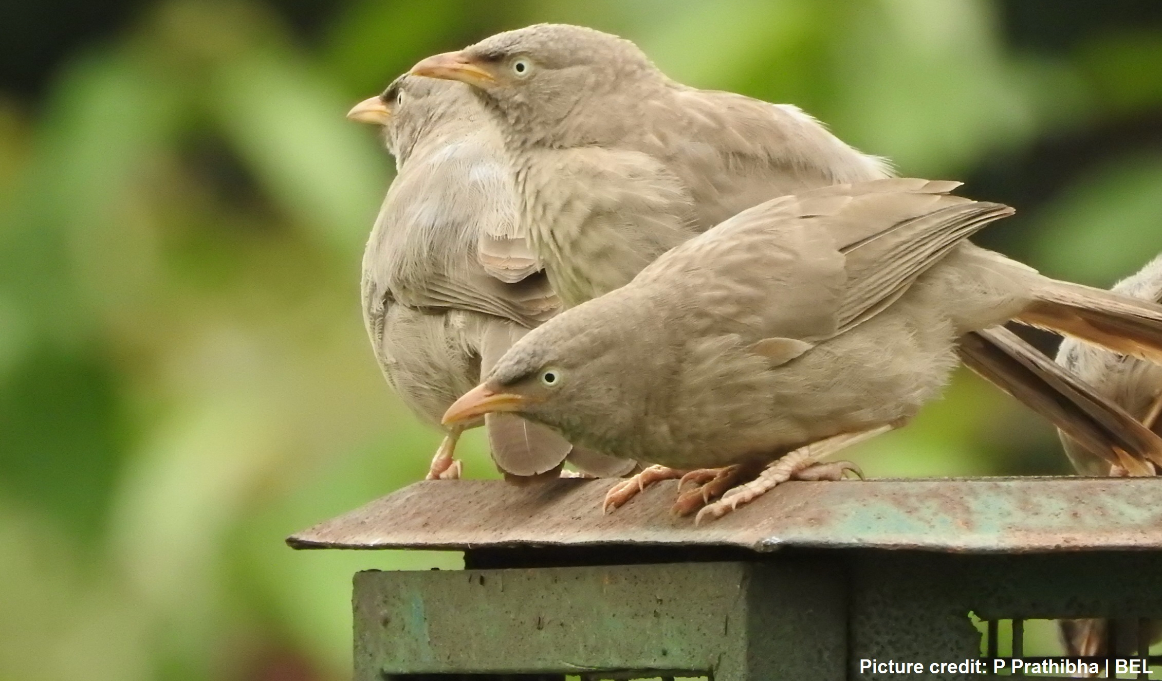 Jungle_Babbler